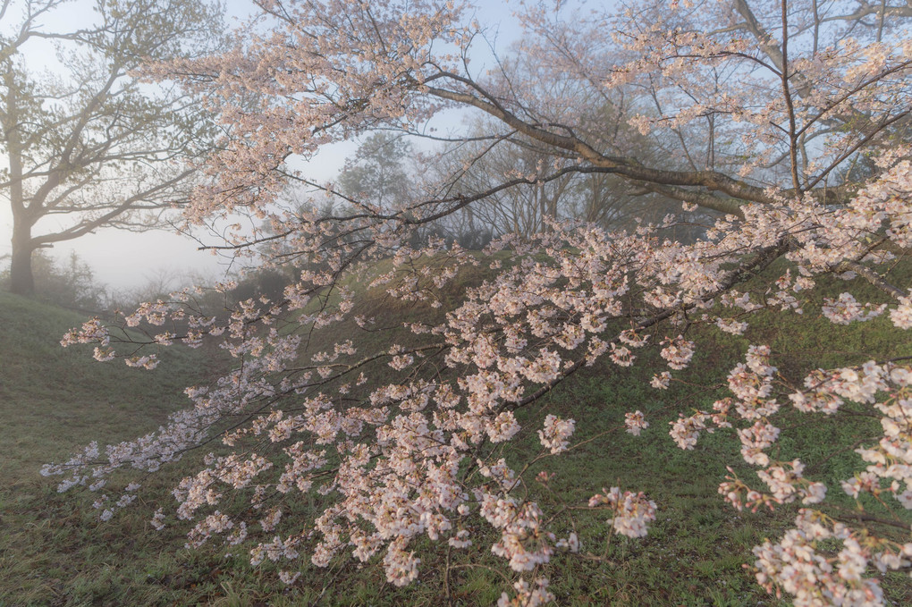 霞城の桜