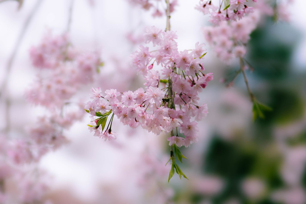 成田山新勝寺の枝垂桜