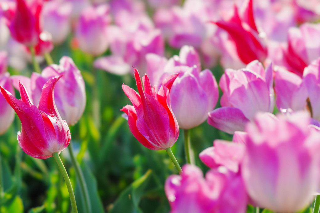 咲いた咲いたチューリップの花が、並んだ並んだ♬