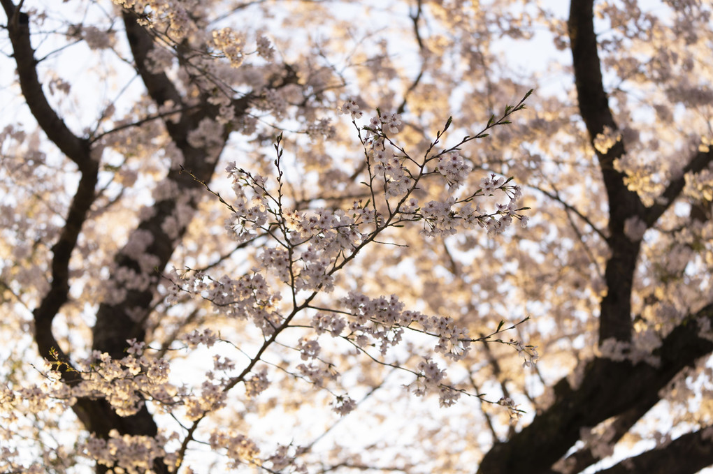 桜サンライズ