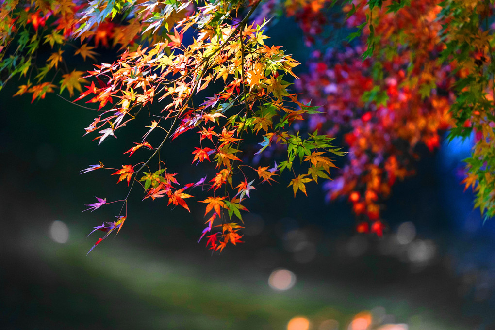 ｰ光ｰ 成田山新勝寺に紅葉を求めて