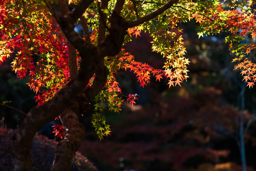 ｰ光ｰ 成田山新勝寺に紅葉を求めて