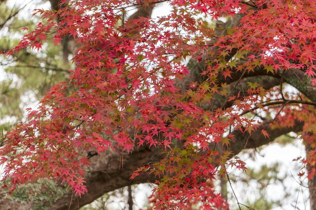 錦秋成田山　その9