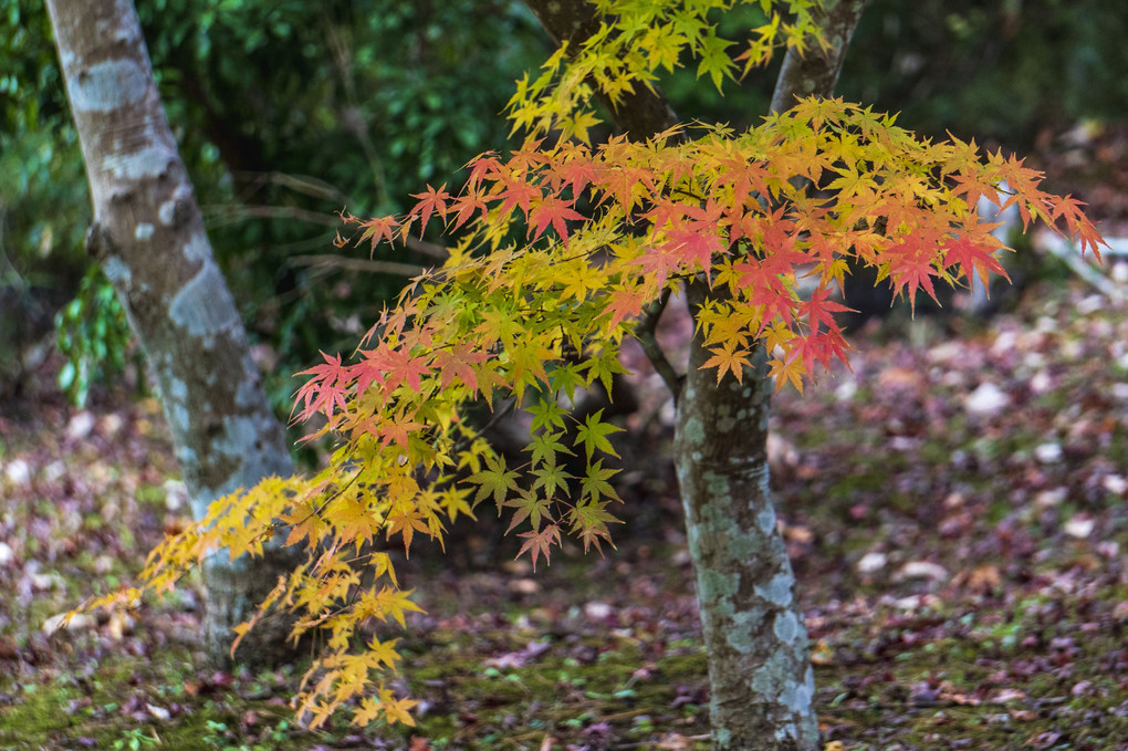 錦秋成田山　その9