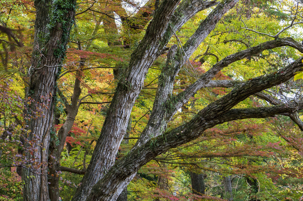 錦秋成田山　その12