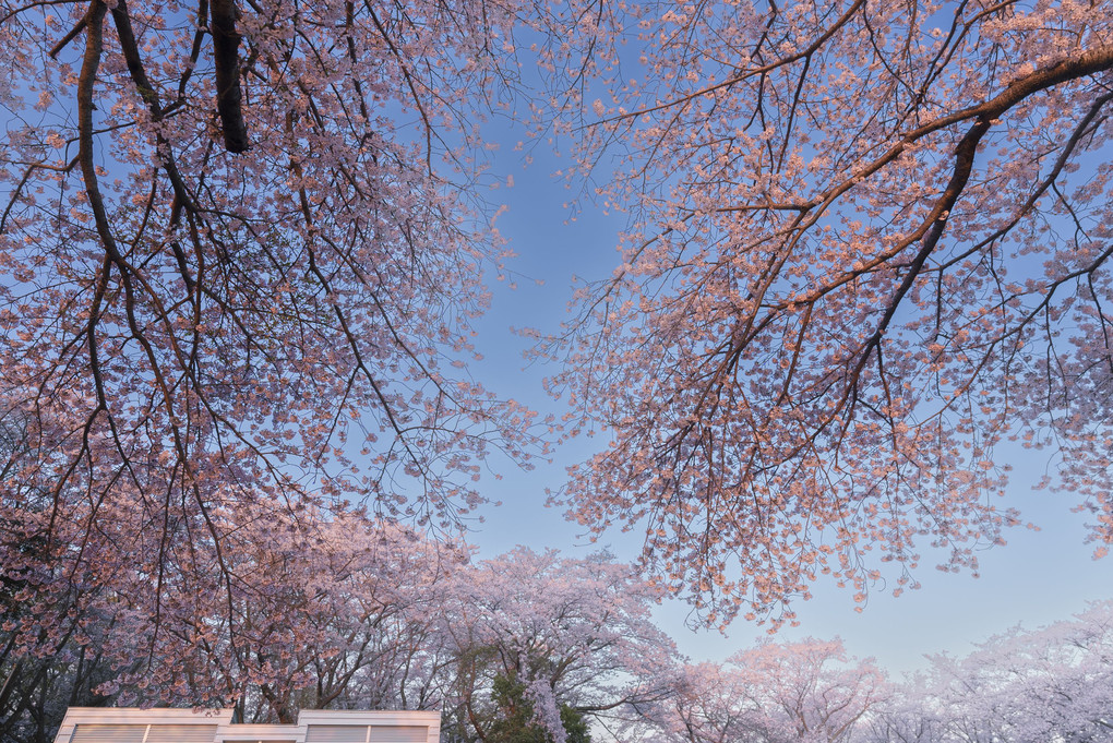 師戸城址の桜