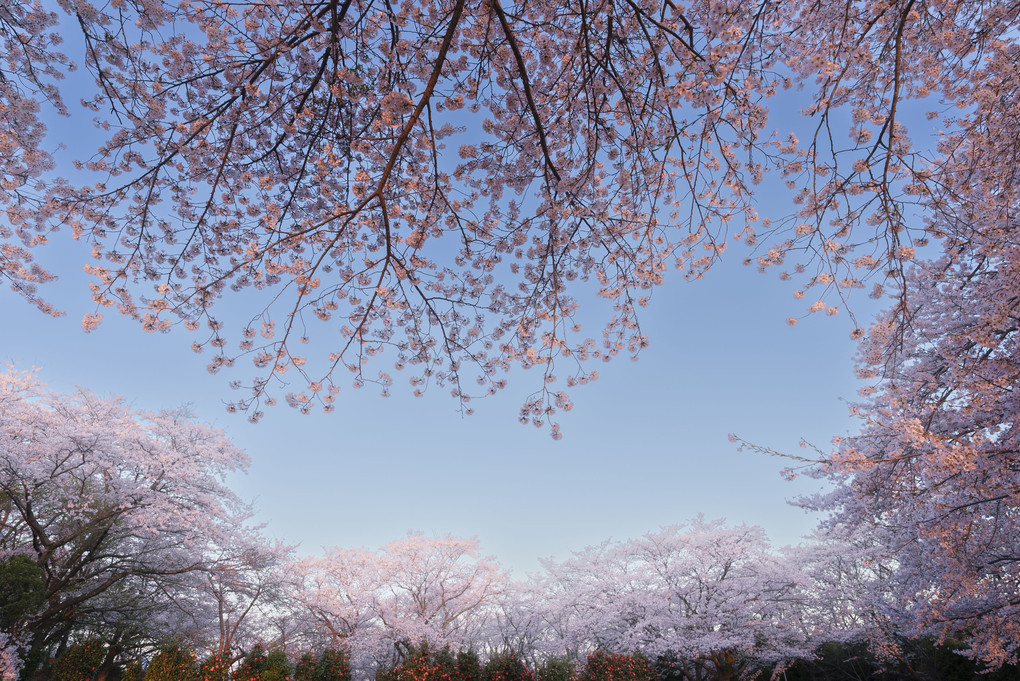 師戸城址の桜