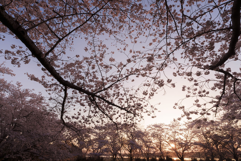 師戸城址の桜