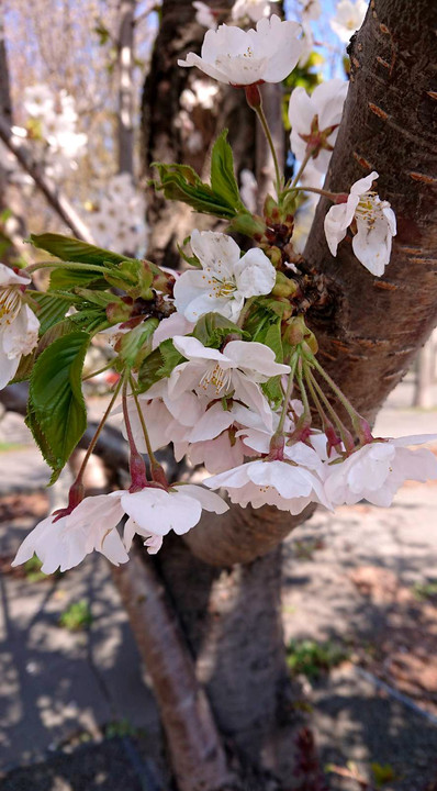 花見