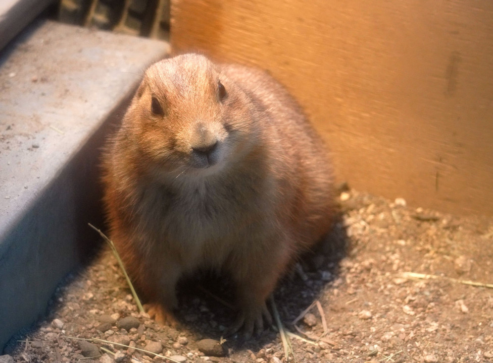 春よ来い