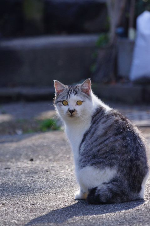 ぽっちゃりシスターズ（　＾ω＾）…！