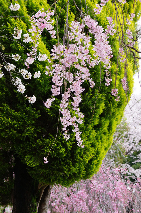 枝垂れ桜（　＾ω＾）・・・近所の公園にもありました。