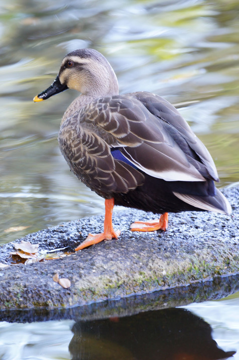 公園の池の主…？