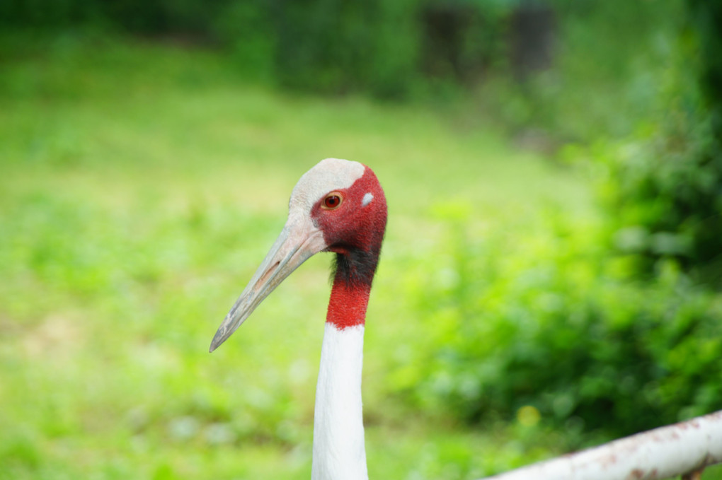 私　何鳥❓