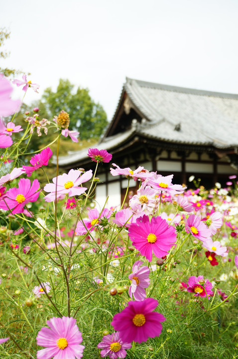 秋寺