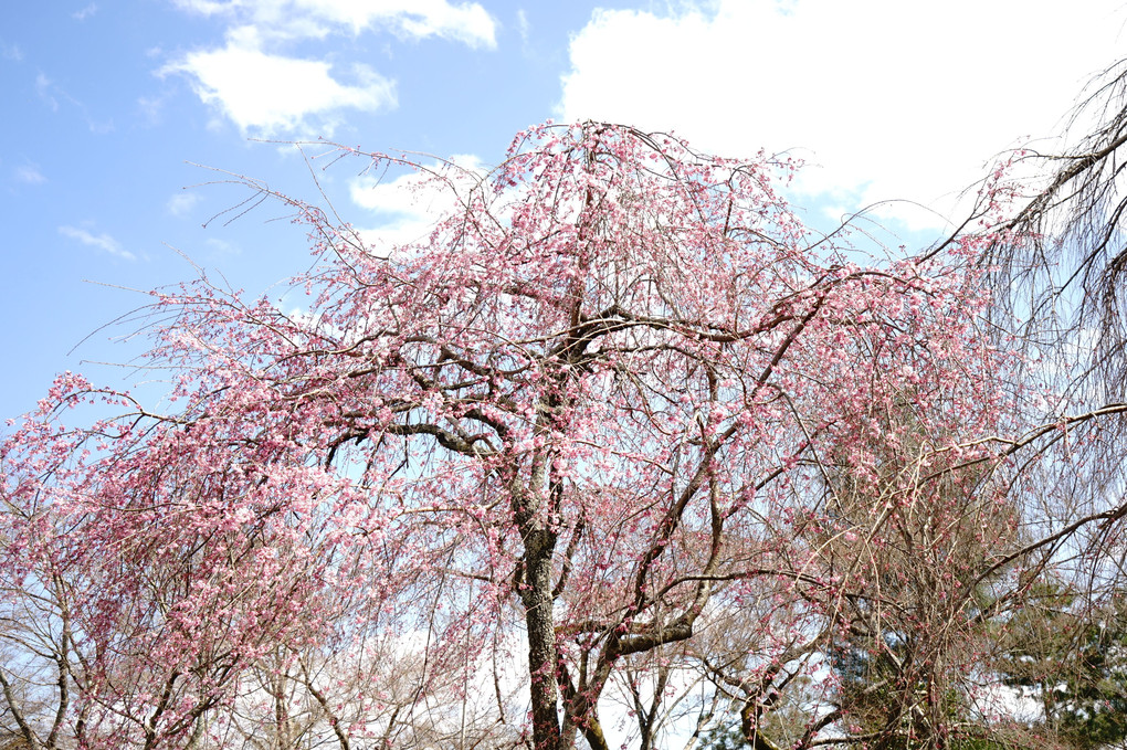 ２０１６年の桜たち