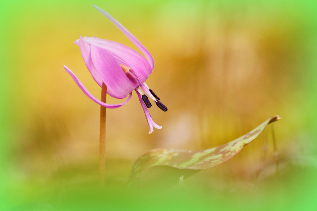 花と落ち葉のナイショばなし！