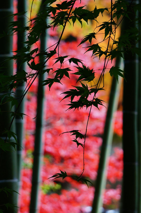 紅葉と竹