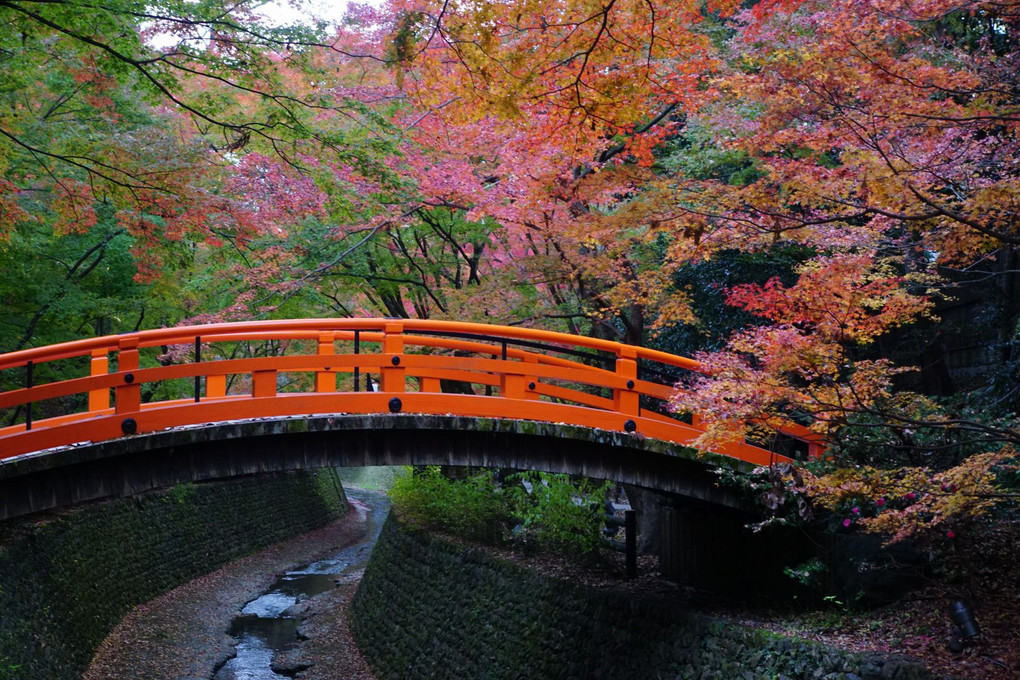 京都紅葉散歩