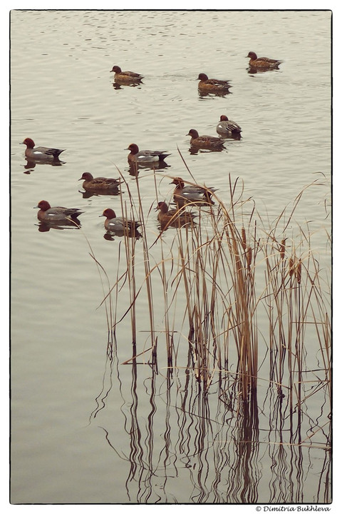 Geese Enjoying the Cold