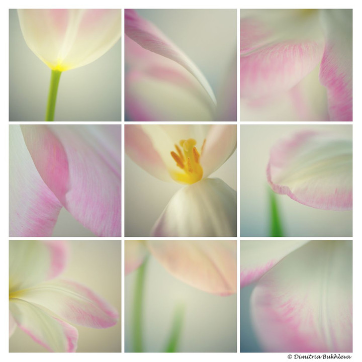 A Single Tulip in 9 Frames