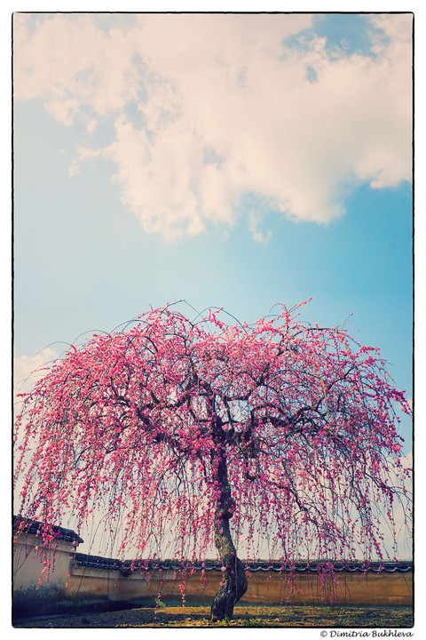 Pink Blossom Plum Tree and Blue Sky