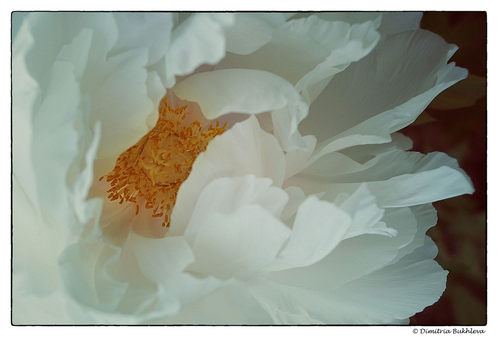 A White Peony for you to Enjoy