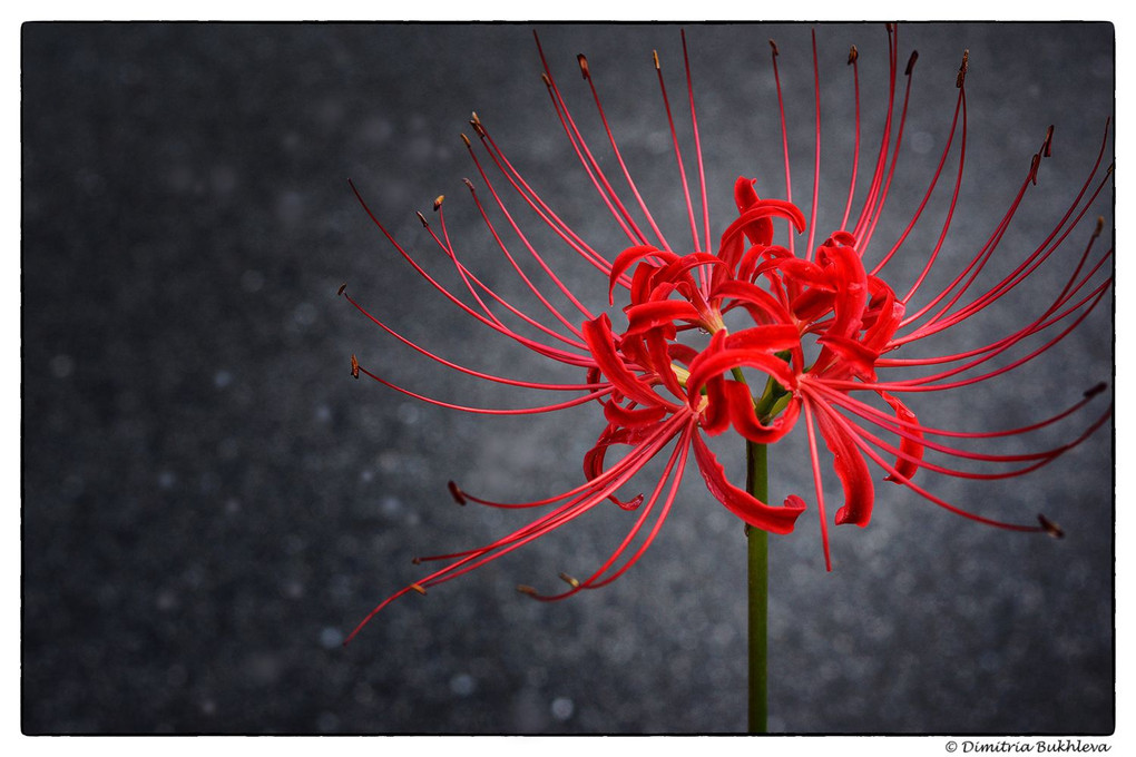 A Red Spider Lily