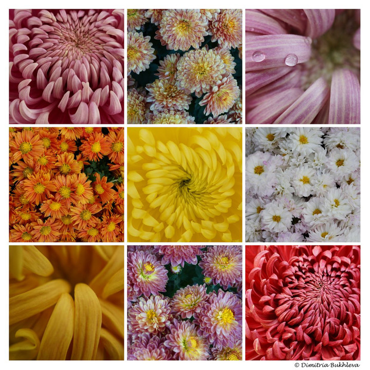 Chrysanthemums