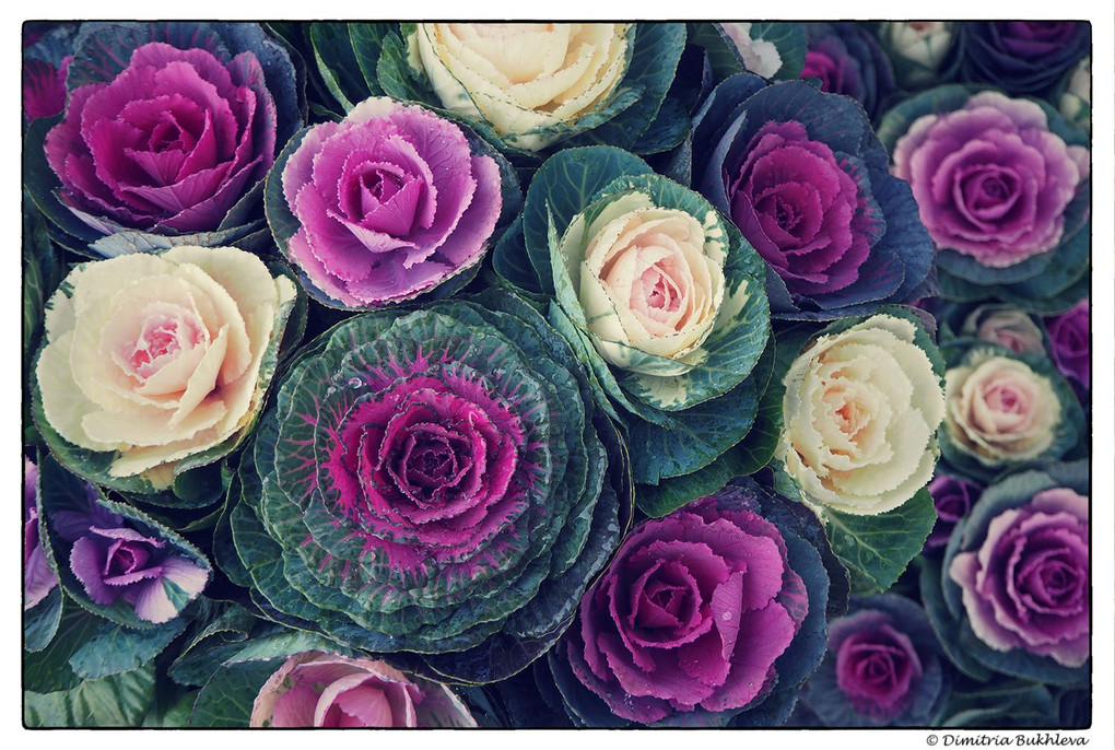 Cabbage Roses