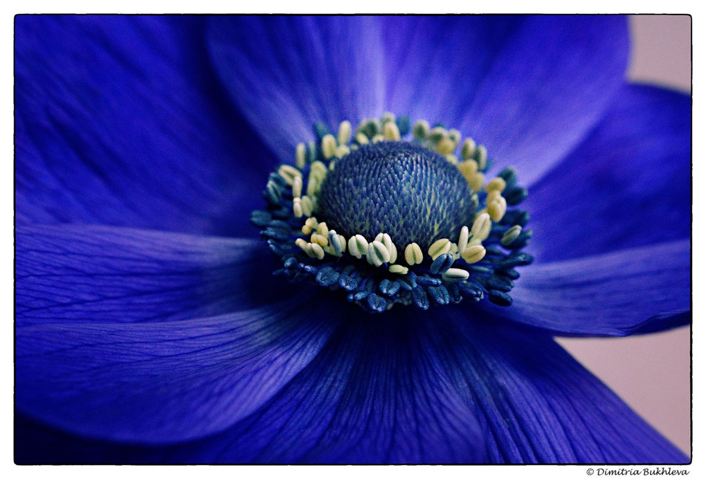 A Blue, Blue Anemone