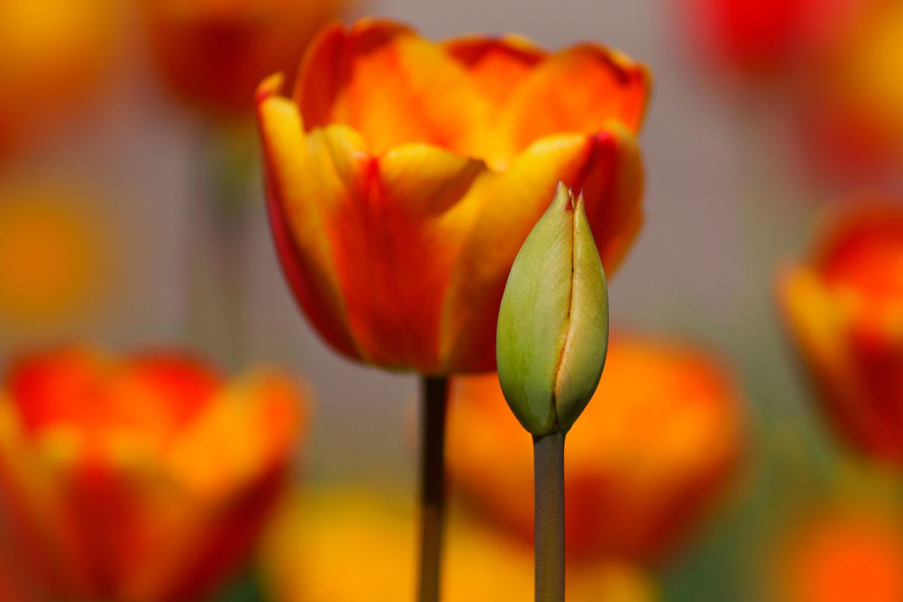 Tulips in the Sun