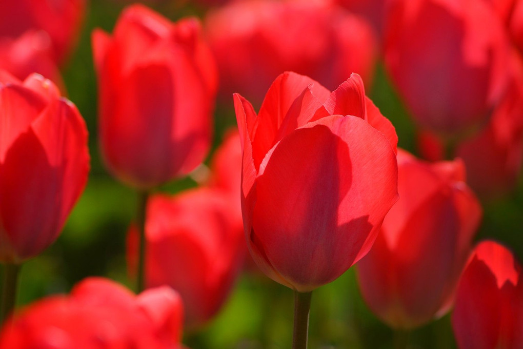 Tulips in the Sun