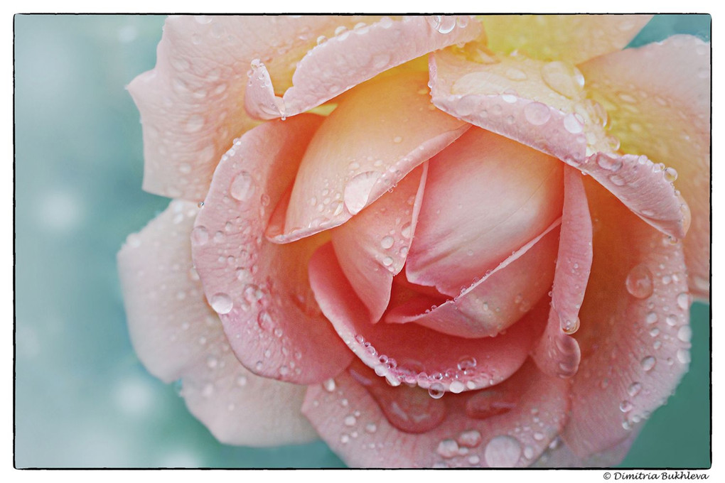 Lady of Shallot Rose in the Rain