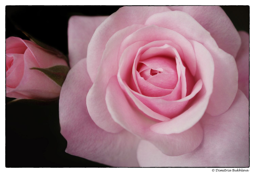 Japanese Sakura Rose