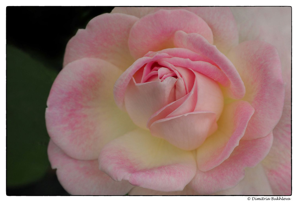 Rose de Marcerie - Malines