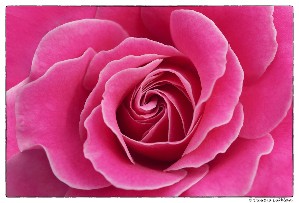 French Cancan Rose