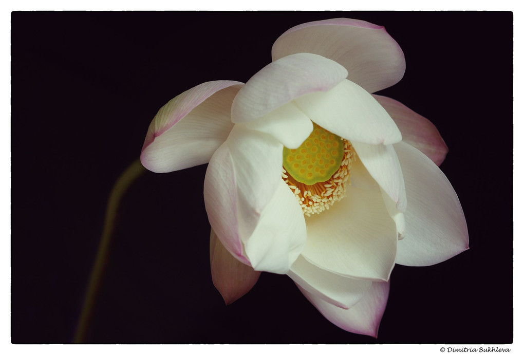 A Lotus from the Field