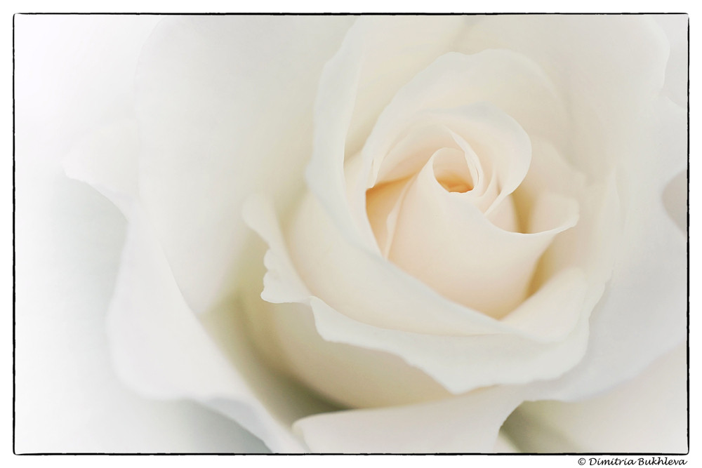 A White Rose for Innocence
