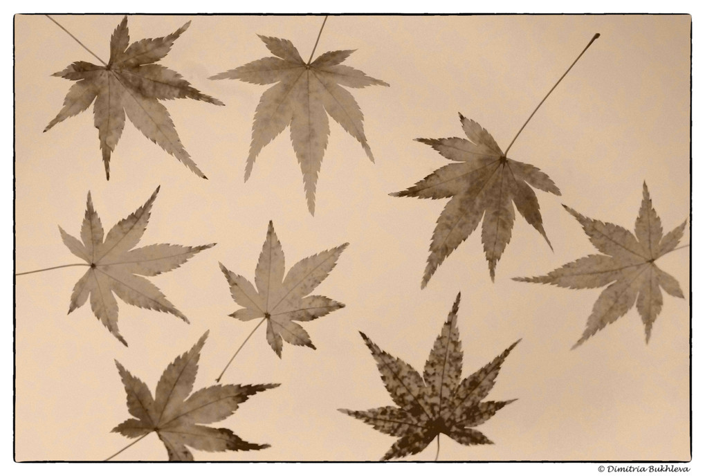 Maple Leaves in Sepia