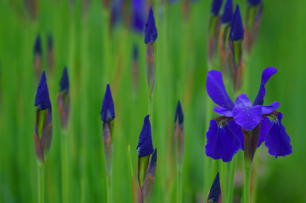 Irises in the Morning