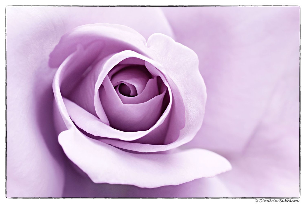 A Rose for Purple Lovers