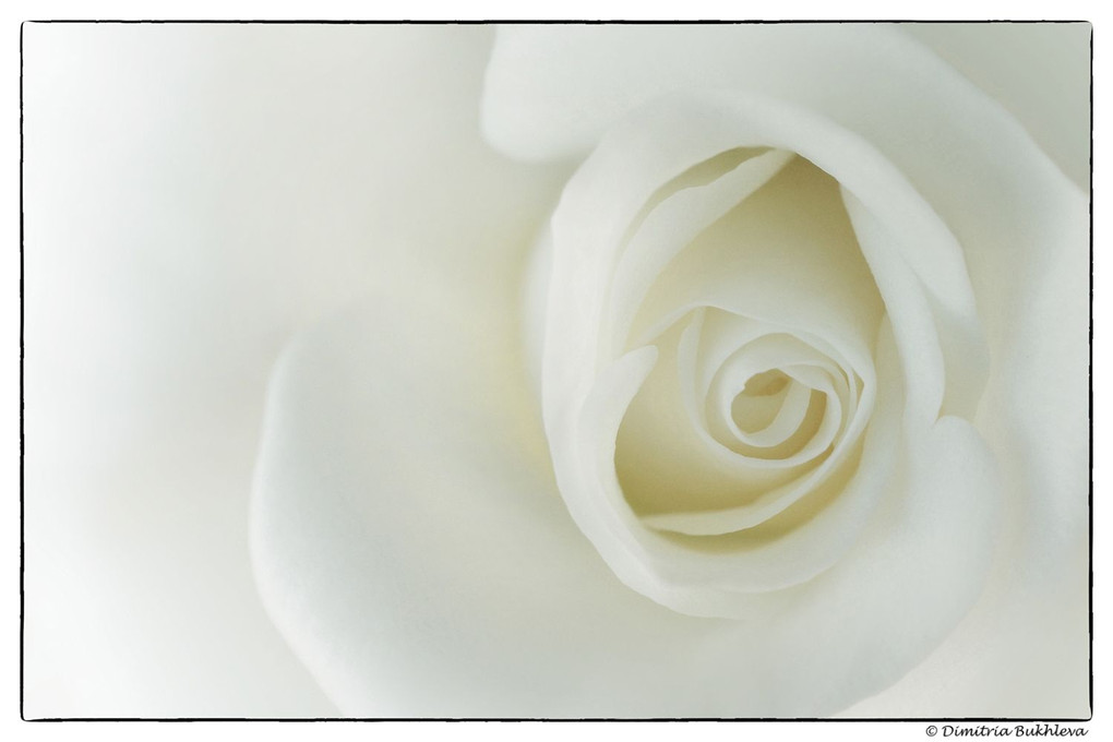 A Pure White Rose