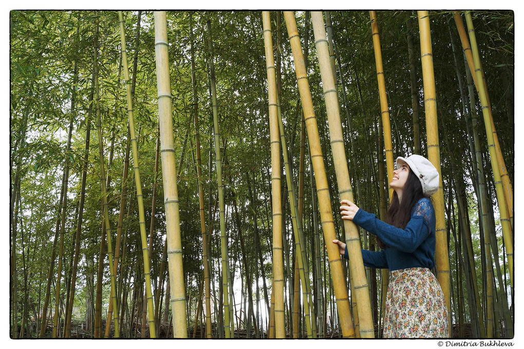 In the Bamboo Grove