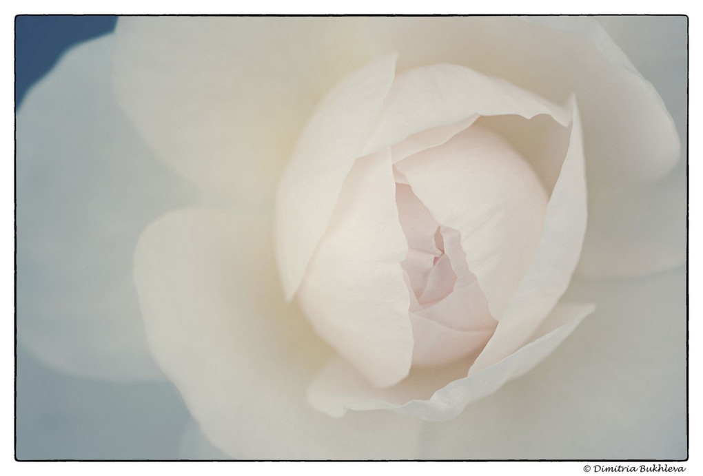 White English Rose