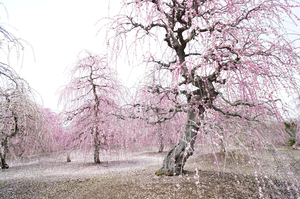 咲き誇る梅と梅絨毯