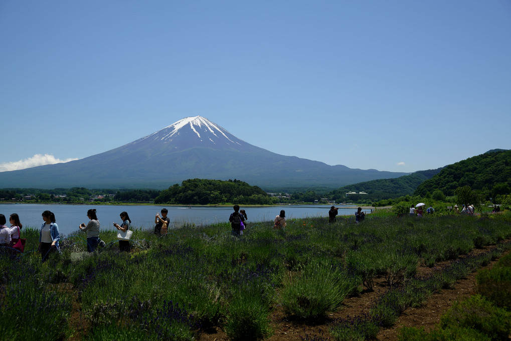 富士、河口湖、ラベンダー、愛でる人々