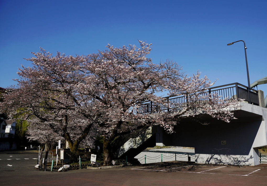 釜淵公園の桜