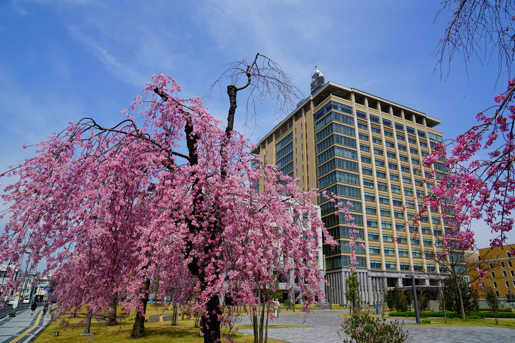 桜と県庁