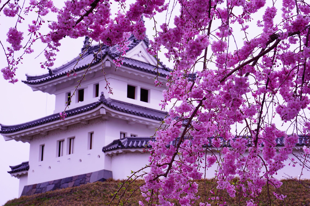 桜と宇都宮城